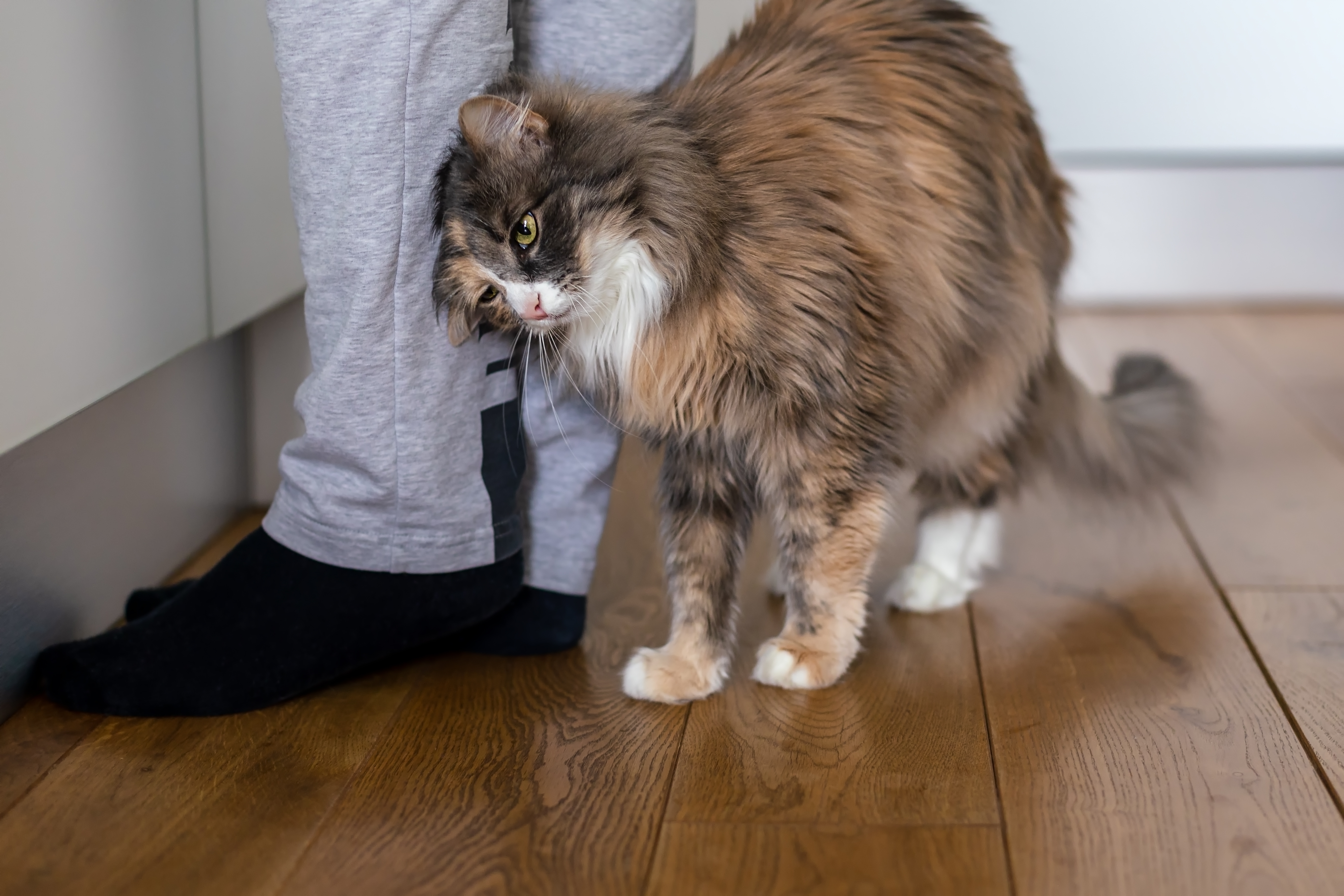 Cat following their human owner and rubbing against owner’s leg