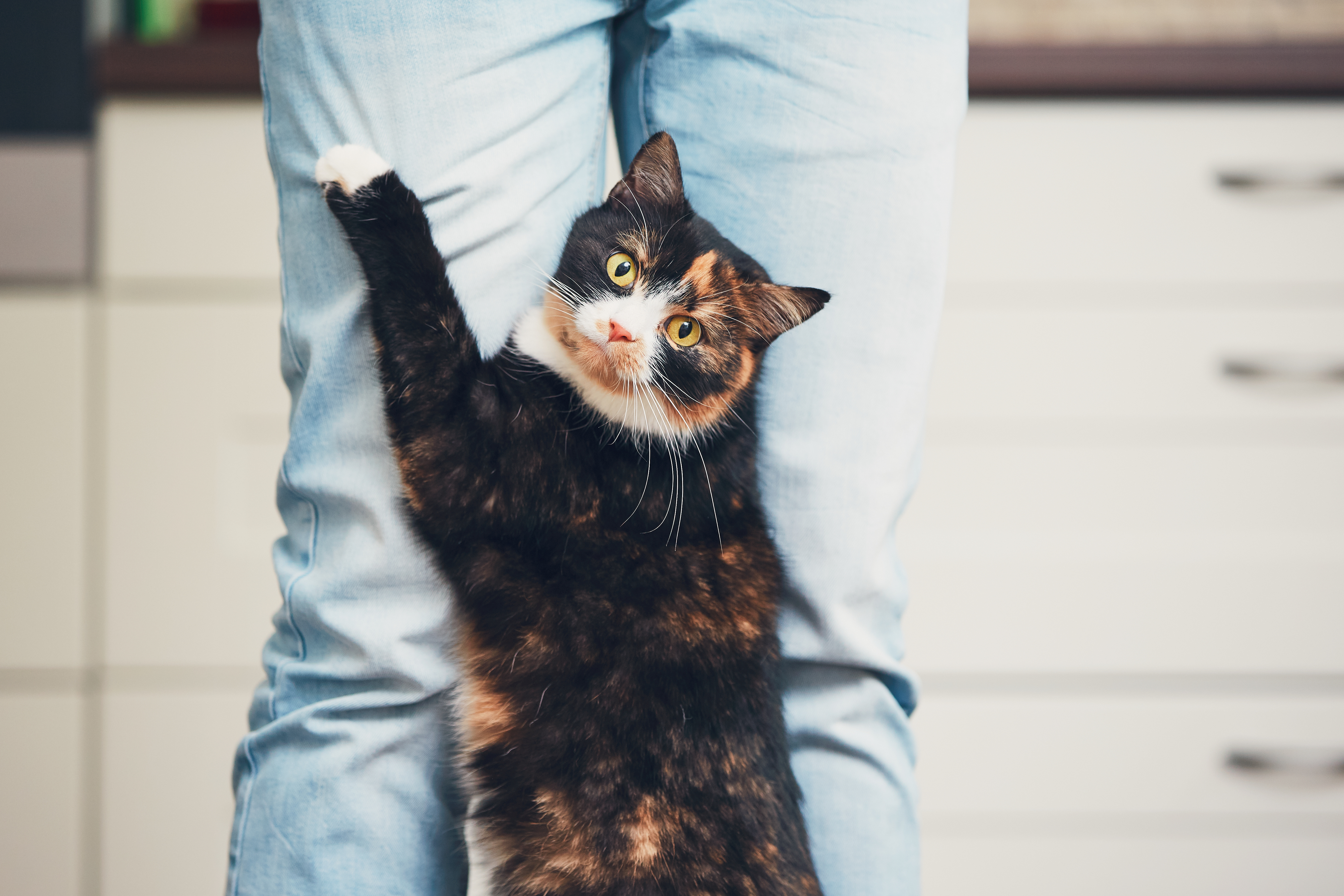 Cat pawing their owner’s leg and following them around the house