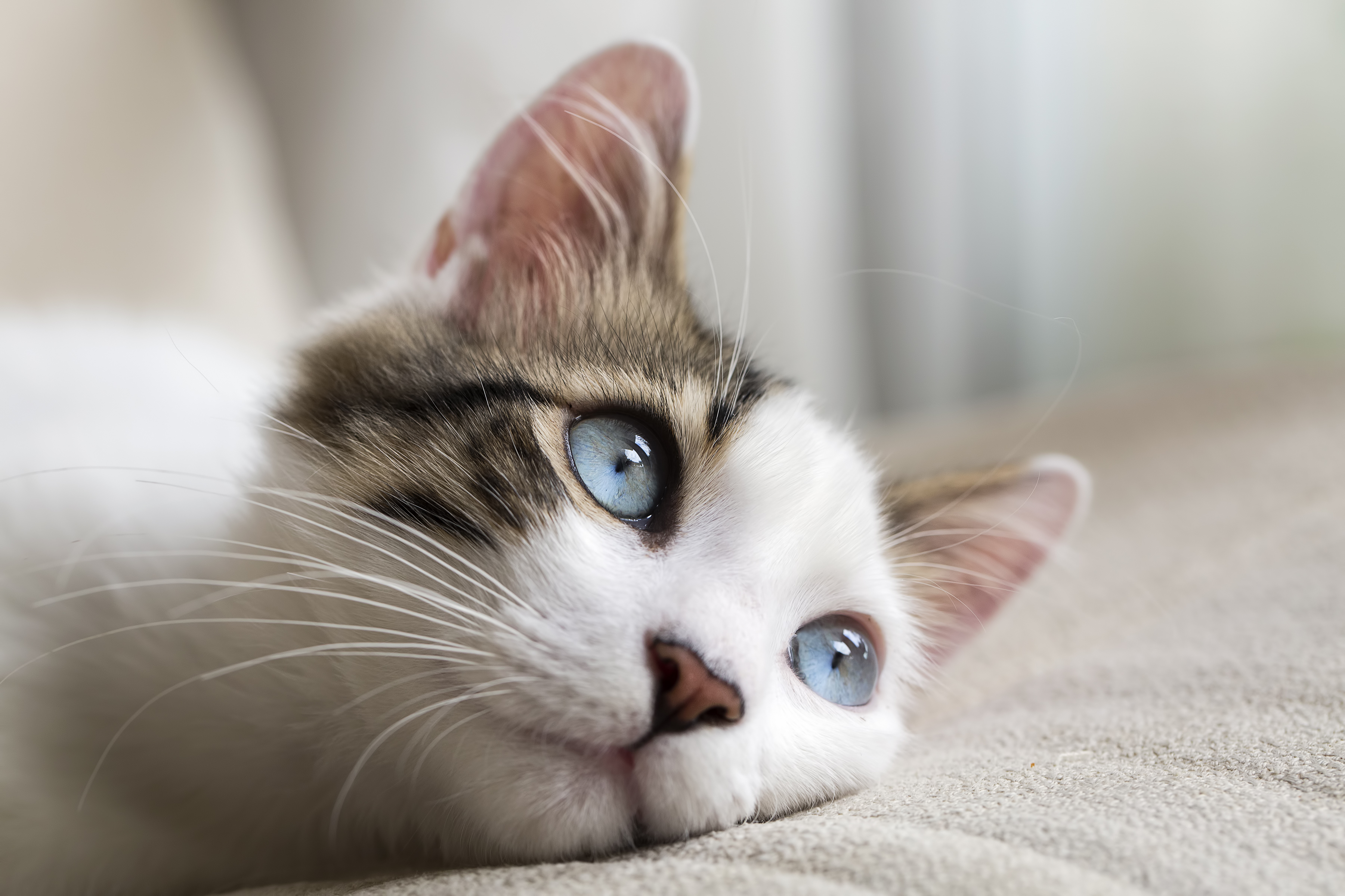 Blue-eyed cat lays its head down on the couch