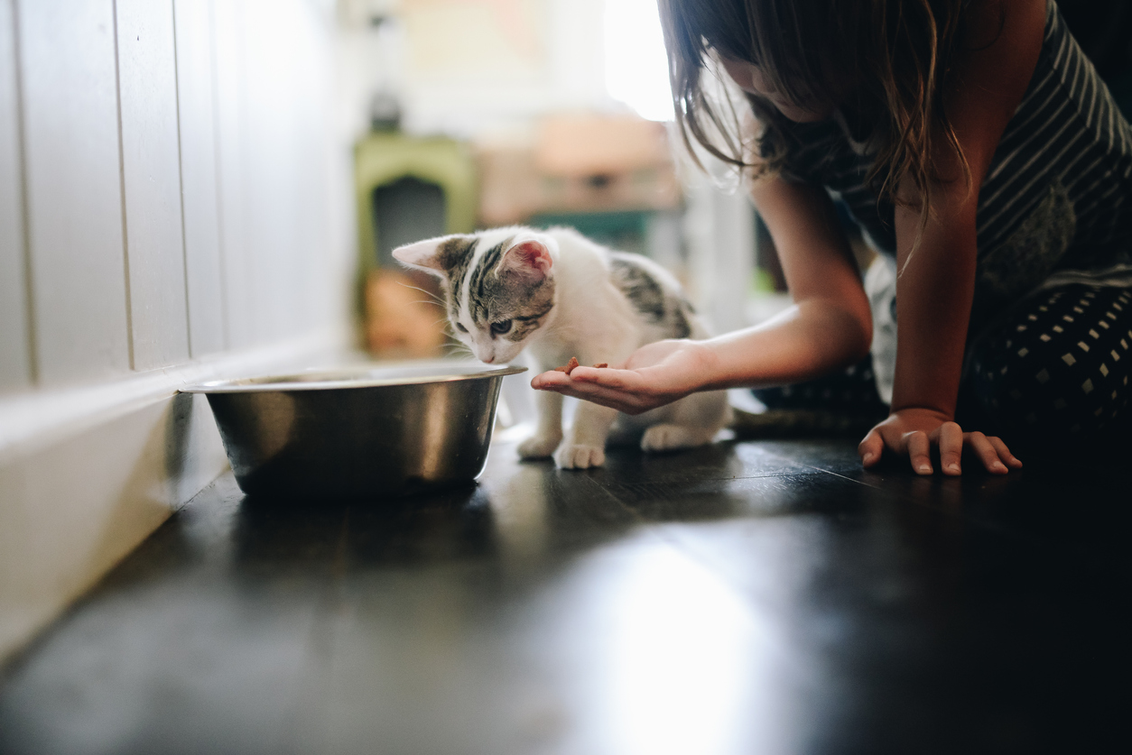 Girl feeding tiny kitten cat food