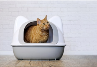 Cat in Bucket